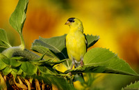 American Goldfinch at a McKee-Beshers Sunflower Field