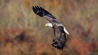 Conowingo Bald Eagle