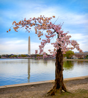 Morning with Stumpy - Cherry Blossoms at the Tidal Basin