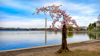 Morning with Stumpy - Cherry Blossoms at the Tidal Basin