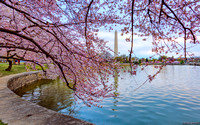 After Sunrise with the Cherry Blossoms - 2023