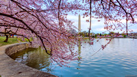 After Sunrise with the Cherry Blossoms - 2023