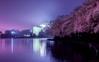 Peak Bloom Cherry Blossoms in the Fog