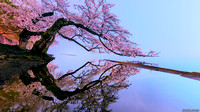 Peak Fog with Peak Bloom Cherry Blossoms