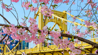 Pittsburgh Cherry Blossoms with the Andy Warhol Bridge