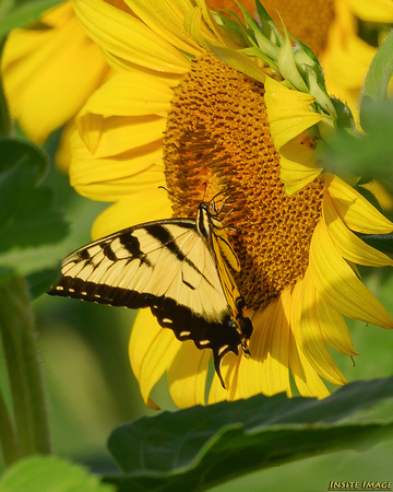 Butteryfly on a McKee-Beshers sunflower