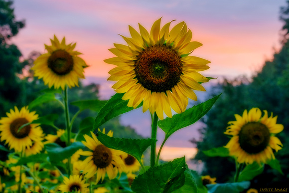 Sunflowers at sunset from McKee-Beshers Wildlife Management Area in Maryland