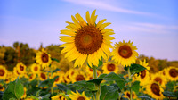 Sunflowers at McKee-Beshers - 2023