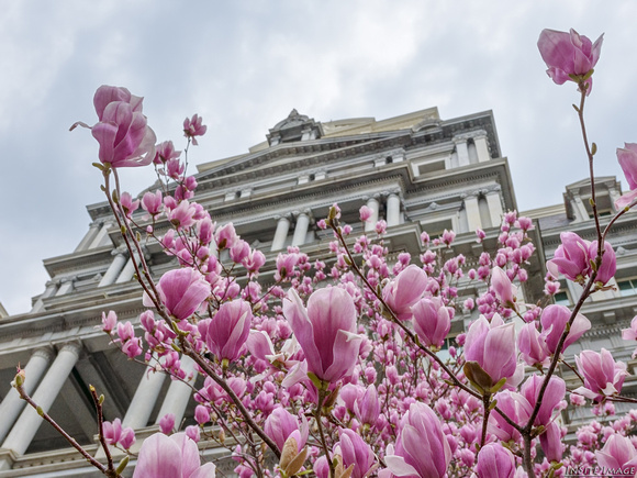 Magnolias in Bloom at the Old Executive Office Building - Washington DC