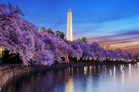Dawn at the Tidal Basin with the Cherry Blossoms (2016)