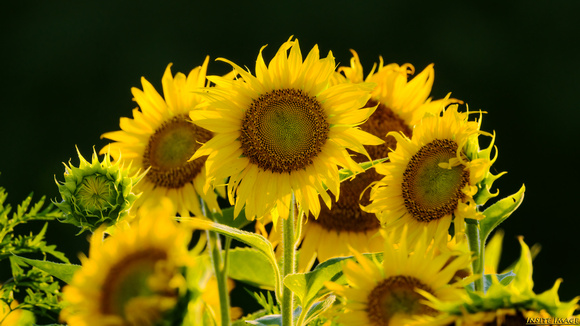 Sunflowers at McKee-Beshers Wildlife Management Area