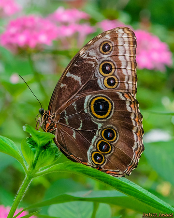 Wings of Fancy Butterfly Exhibit - Brookside Gardens