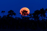 The Pink Moon setting at Everglades National Park's Mahogany Hammock