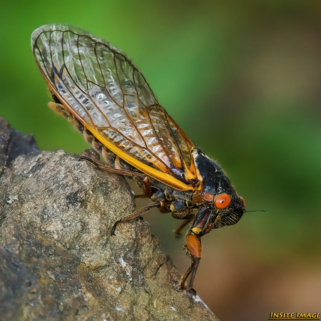 The Cicadas - Brood X 2021 Mid-Atlantic tour