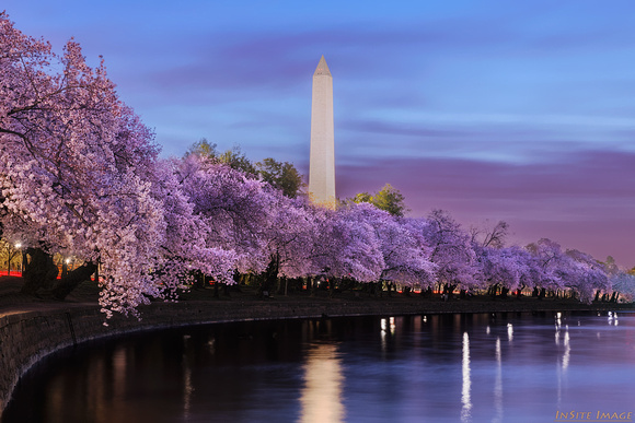Dawn with the Cherry Blossoms at the Tidal Basin (2018)