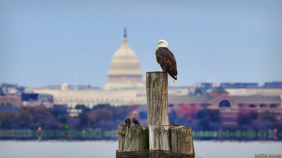 Bald Eagle enjoying fall weather in Alexandria (with the US Capitol)