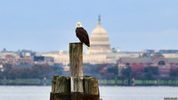 Bald Eagle enjoying fall weather in Alexandria (with the US Capitol)