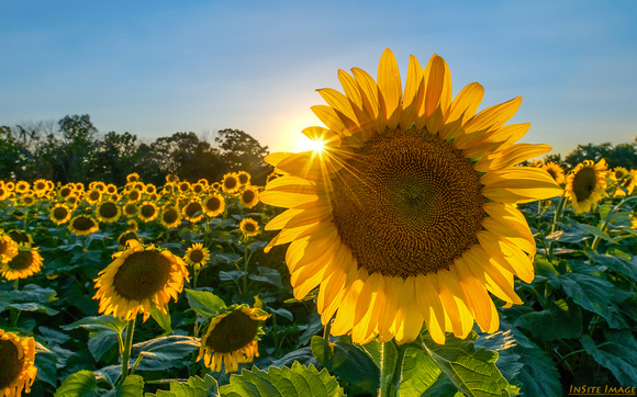 Golden Hour Sunflowers at McKee-Beshers - Poolesville, MD