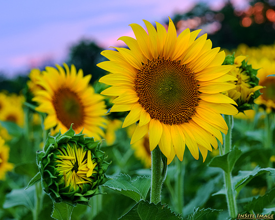 Sunflowers at McKee-Beshers - Poolesville, Maryland