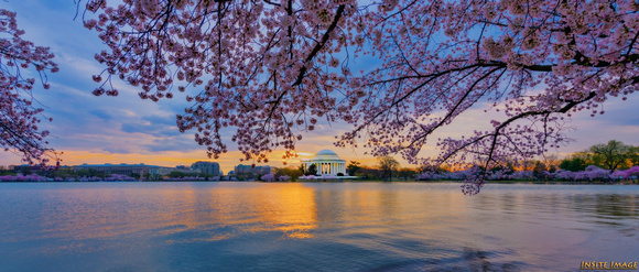 Sunrise with the Cherry Blossoms and the Jefferson Memorial (2019)