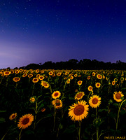 Sunflowers at Night