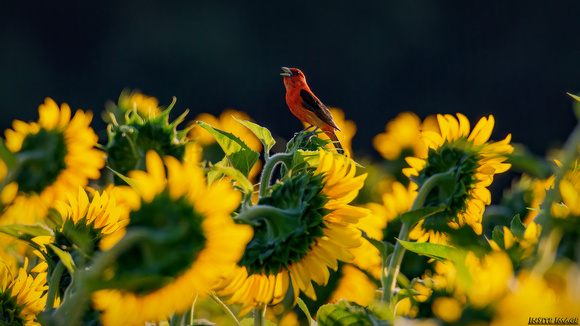 Scarlet Tanager and Sunflowers (at McKee-Beshers)
