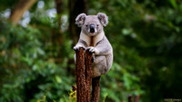 A Koala in Australia
