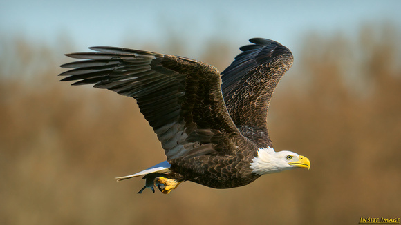 Bald Eagle at Conowingo Dam - Maryland