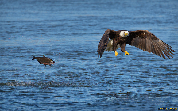 The one that got away - Bald Eagle at Conowingo Dam