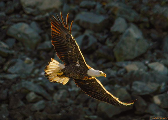 Bald Eagle at Conowingo Dam - Maryland