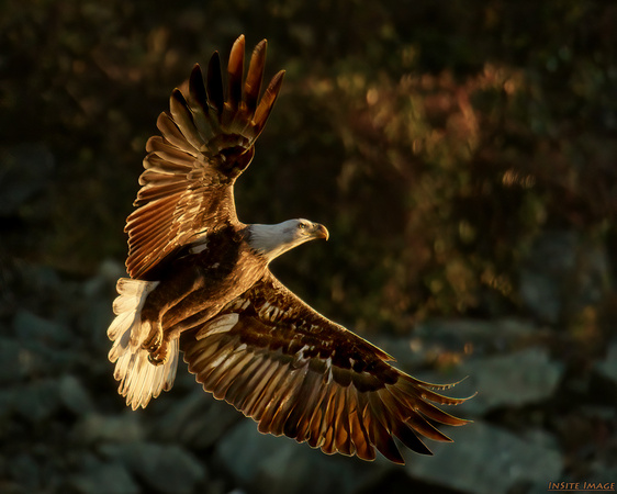 Bald Eagle enjoying Golden Hour at Conowingo Dam