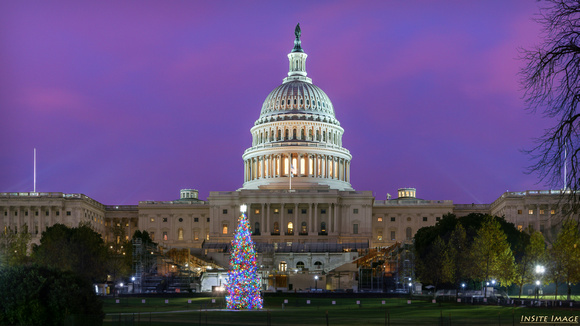US Capitol Christmas Tree - 2020 Edition