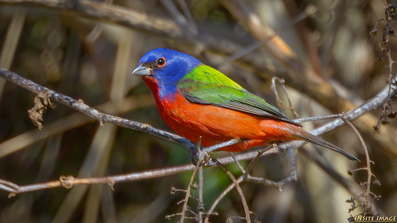 A Painted Bunting at C & O Canal National Park (Maryland)
