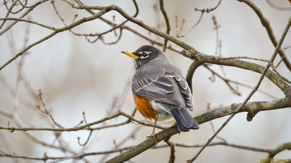 An American Robin looks to the Sky