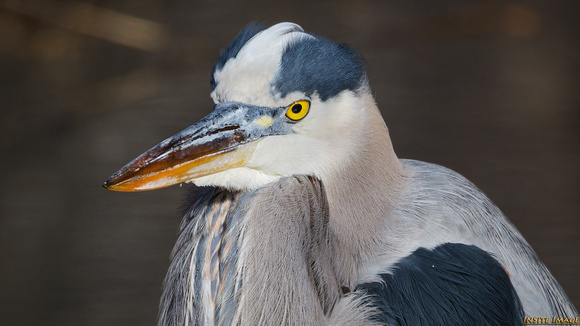A Great Blue Heron