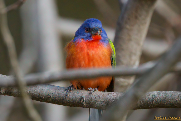 A Painted Bunting at C & O Canal National Park (Maryland)