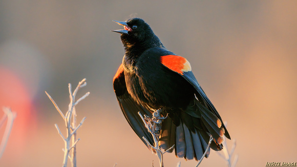Red-winged Blackbird at Huntley Meadows
