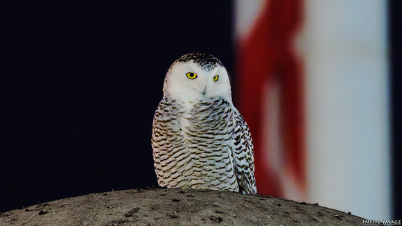 Snowy Owl at Union Station DC