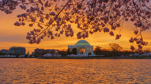 Golden Cherry Blossom Sunrise  with the Jefferson Memorial at the Tidal Basin