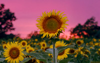 Sunset with the Sunflowers at McKee-Beshers (tight crop)