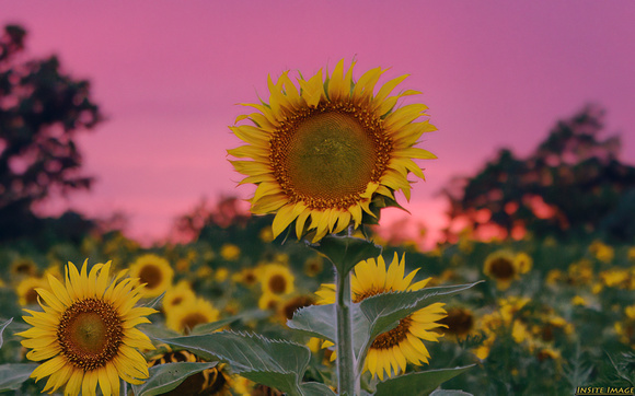 Sunset with the Sunflowers at McKee-Beshers (tight crop)
