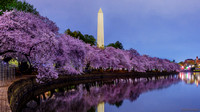 Peak Bloom Cherry Blossoms - Washington, DC