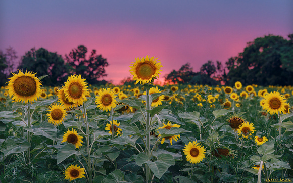 Sunset with the Sunflowers at McKee-Beshers