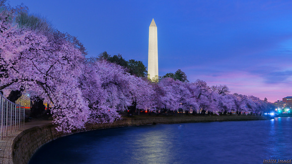 Peak Bloom Cherry Blossoms with the Washington Monument