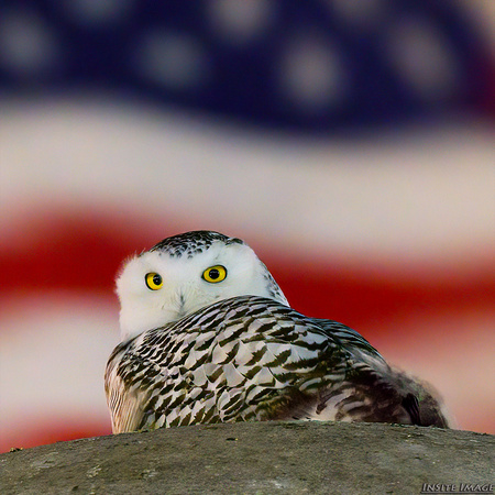 A Patriotic Snowy Owl at Union Station DC